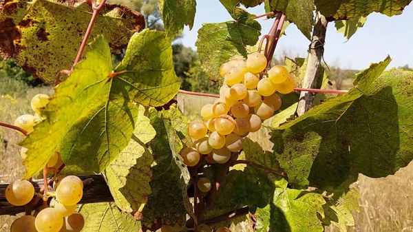 ТОП-10 лучших неукрывных сортов винограда